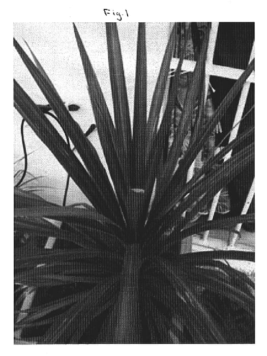 Figure 1 of US plant patent PP19964, the photograph of Coral printed in the patent.