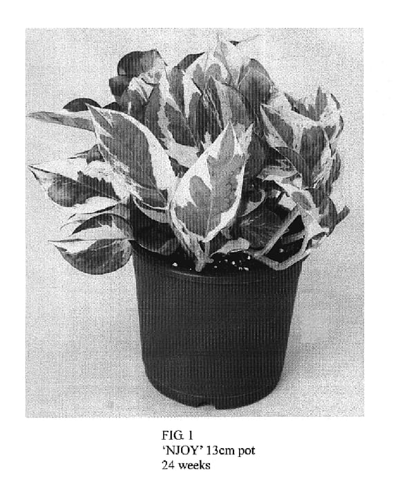 Figure 1 of US plant patent PP19965, the photograph of NJOY printed in the patent.