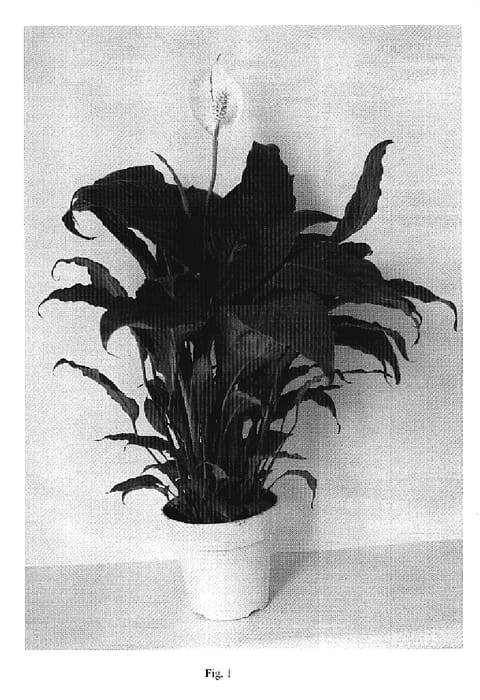 Figure 1 of US plant patent PP19966, the photograph of ZOE printed in the patent.