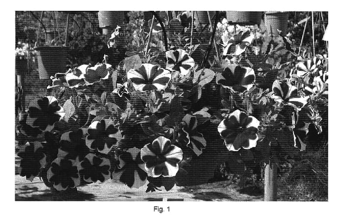 Figure 1 of US plant patent PP19967, the photograph of DANCASBIF1 printed in the patent.