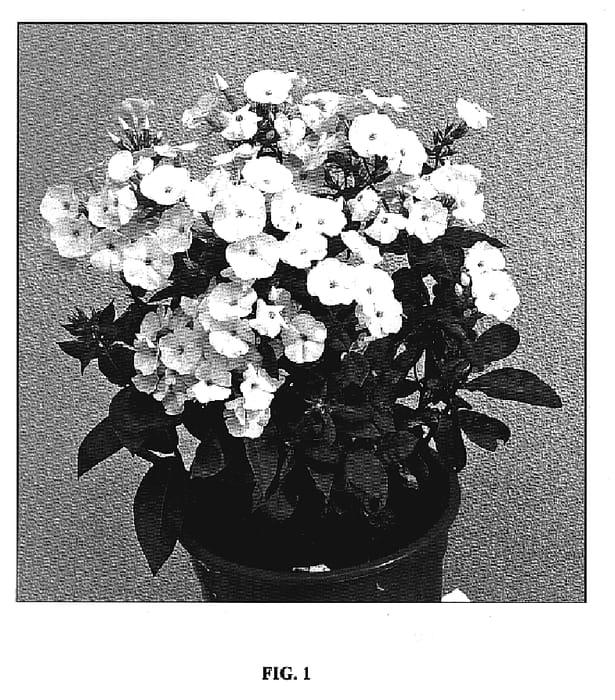 Figure 1 of US plant patent PP19968, the photograph of Pina Colada printed in the patent.