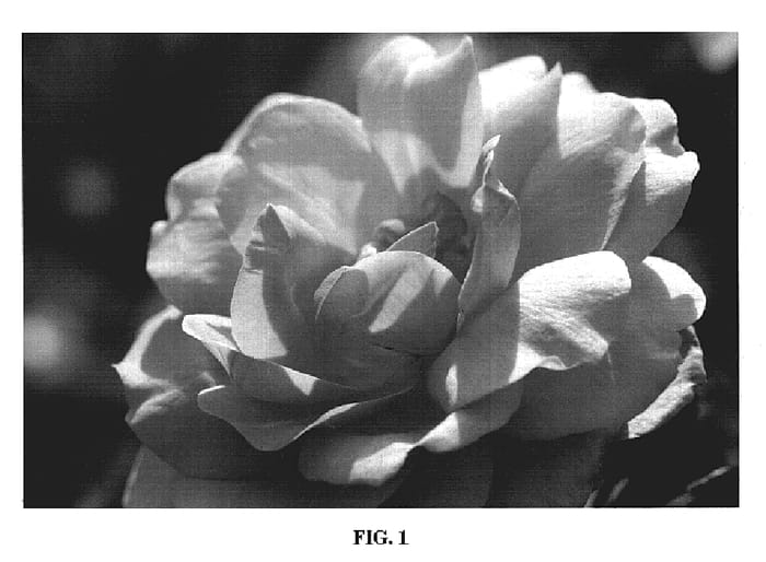 Figure 1 of US plant patent PP19969, the photograph of BAInce printed in the patent.