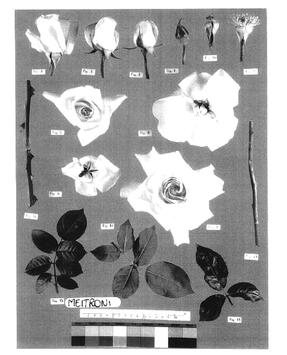 Figure 1 of US plant patent PP19970, the photograph of Meitroni printed in the patent.