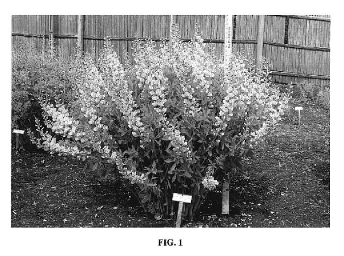 Figure 1 of US plant patent PP19971, the photograph of Starlite printed in the patent.