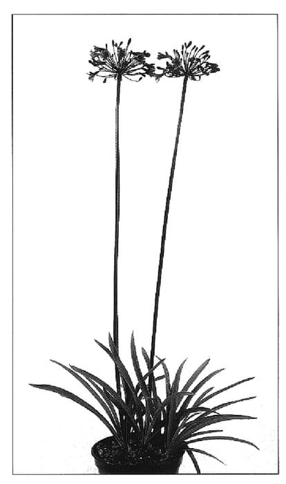 Figure 1 of US plant patent PP19972, the photograph of Senna printed in the patent.