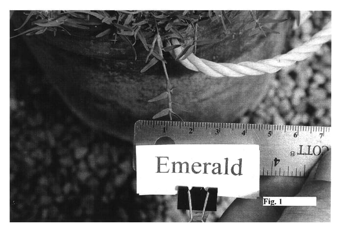 Figure 1 of US plant patent PP19974, the photograph of Emerald Dwarf printed in the patent.