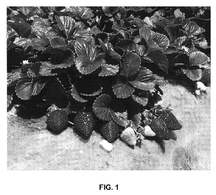 Figure 1 of US plant patent PP19975, the photograph of San Andreas printed in the patent.