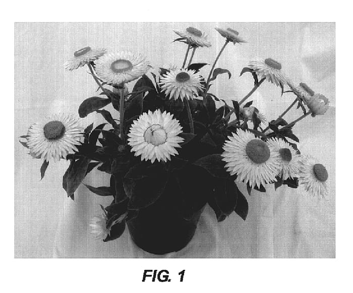 Figure 1 of US plant patent PP19976, the photograph of Lemon printed in the patent.