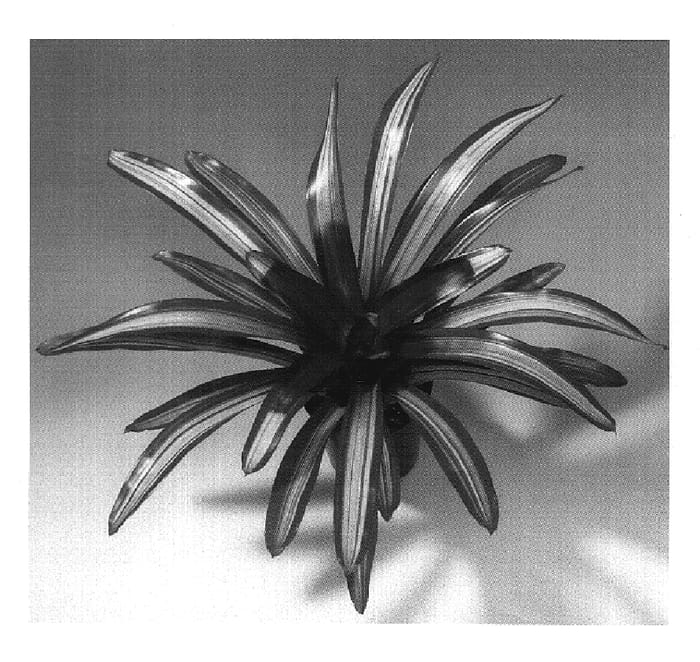 Figure 1 of US plant patent PP19977, the photograph of Ardie printed in the patent.