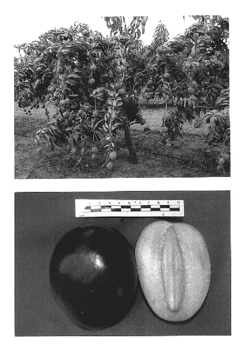 Figure 1 of US plant patent PP19978, the photograph of TFE 02 printed in the patent.