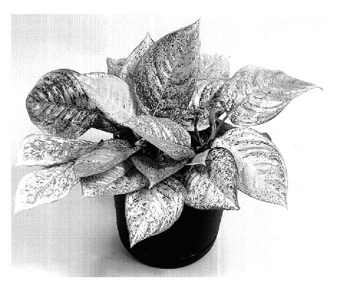 Figure 1 of US plant patent PP19979, the photograph of TWYAG0022 printed in the patent.