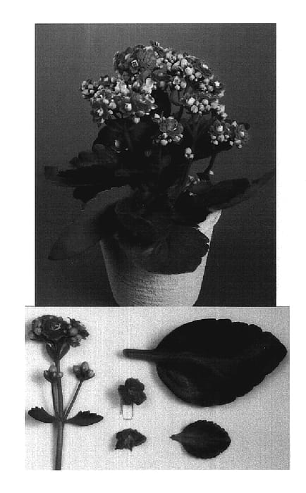 Figure 1 of US plant patent PP19980, the photograph of Purple Jodie printed in the patent.