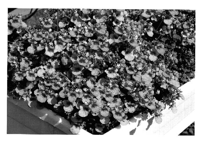 Figure 1 of US plant patent PP19982, the photograph of KLEDB07513 printed in the patent.
