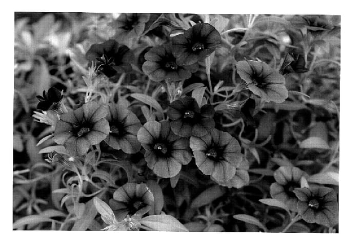 Figure 1 of US plant patent PP19983, the photograph of KLECA07112 printed in the patent.