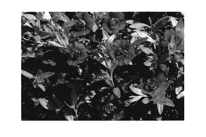 Figure 1 of US plant patent PP19984, the photograph of KLECA07160 printed in the patent.