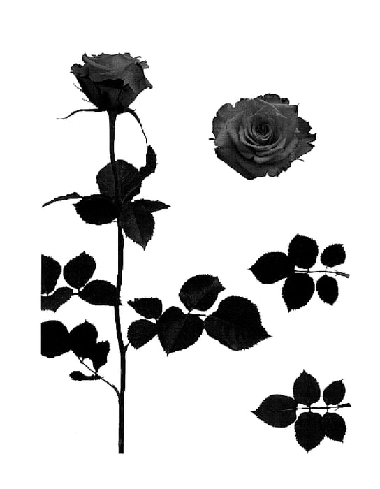 Figure 1 of US plant patent PP19985, the photograph of ESM Cantata printed in the patent.