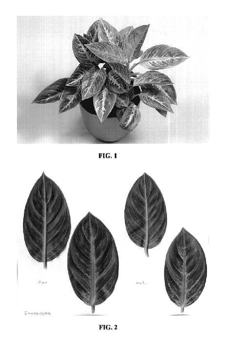 Figure 1 of US plant patent PP19986, the photograph of TWYAG0042 printed in the patent.