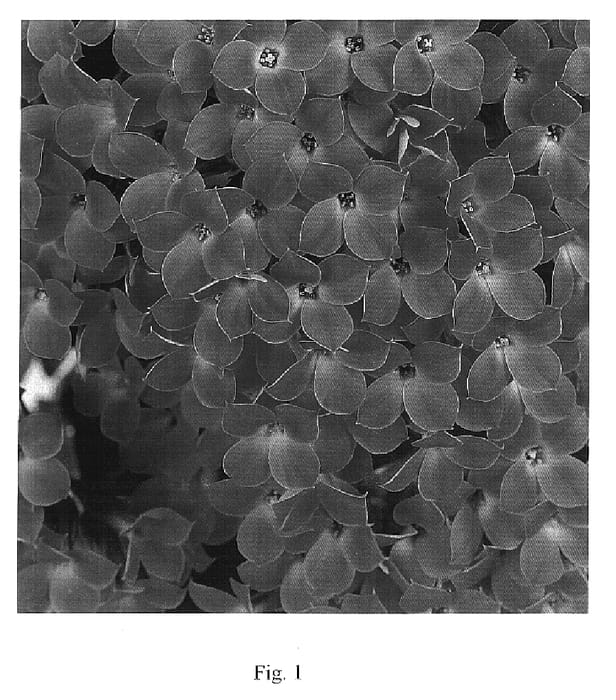 Figure 1 of US plant patent PP19987, the photograph of Forever Midi Coral printed in the patent.