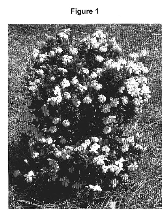 Figure 1 of US plant patent PP19988, the photograph of MADGA I printed in the patent.