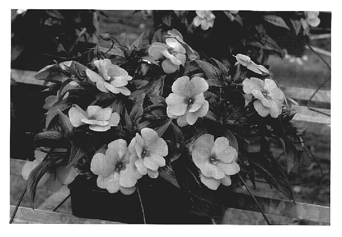 Figure 1 of US plant patent PP19989, the photograph of KLENI07088 printed in the patent.