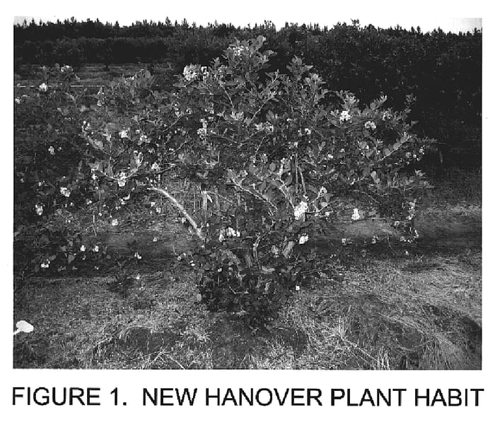 Figure 1 of US plant patent PP19990, the photograph of New Hanover printed in the patent.