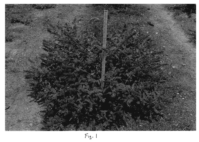 Figure 1 of US plant patent PP19991, the photograph of Blue Chip printed in the patent.