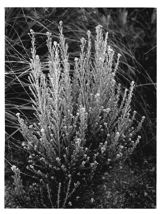 Figure 1 of US plant patent PP19992, the photograph of Silver Cape printed in the patent.