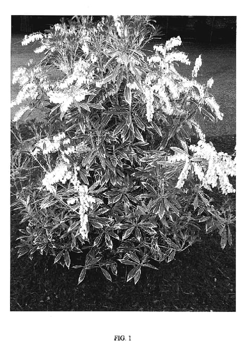 Figure 1 of US plant patent PP19994, the photograph of FIRE N ICE printed in the patent.