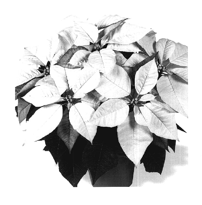 Figure 1 of US plant patent PP19995, the photograph of Dueinfinitywi printed in the patent.
