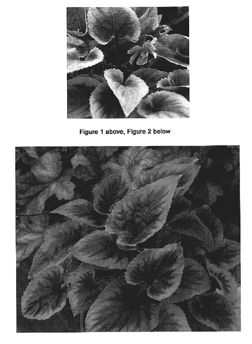 Figure 1 of US plant patent PP19996, the photograph of Heartthrob printed in the patent.
