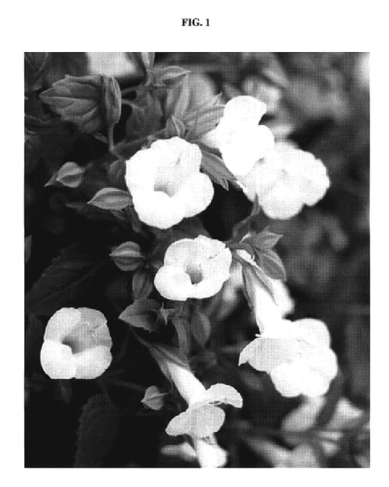 Figure 1 of US plant patent PP19997, the photograph of DANCAT153 printed in the patent.