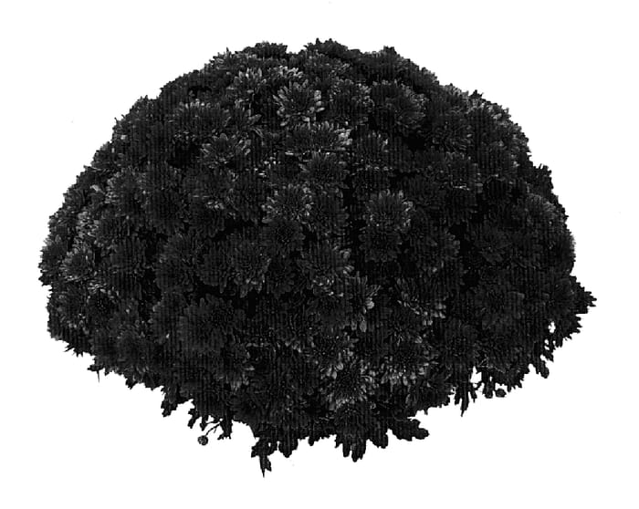 Figure 1 of US plant patent PP19998, the photograph of PPP SOR06 printed in the patent.