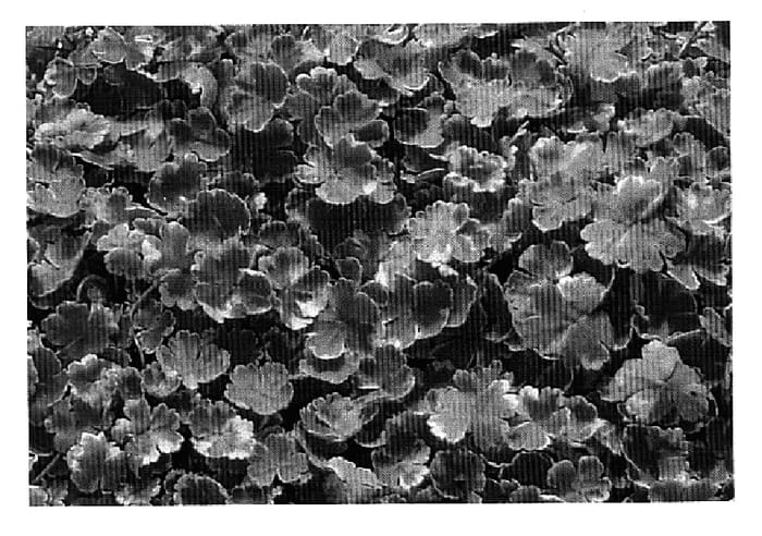 Figure 1 of US plant patent PP19999, the photograph of RAPUNZEL printed in the patent.
