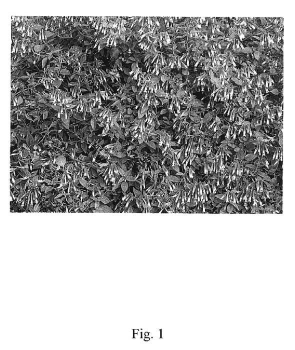Figure 1 of US plant patent PP20000, the photograph of Triple C printed in the patent.