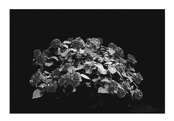 Figure 1 of US plant patent PP20001, the photograph of Tisalmon printed in the patent.