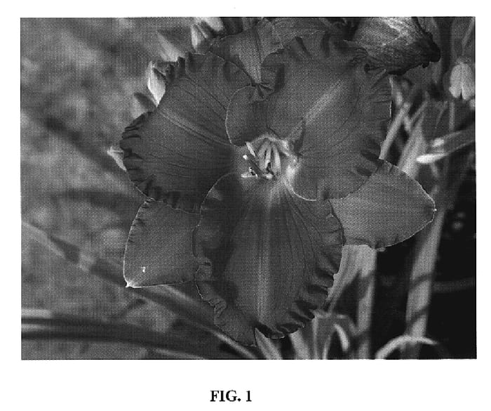 Figure 1 of US plant patent PP20002, the photograph of Dynamite Returns printed in the patent.