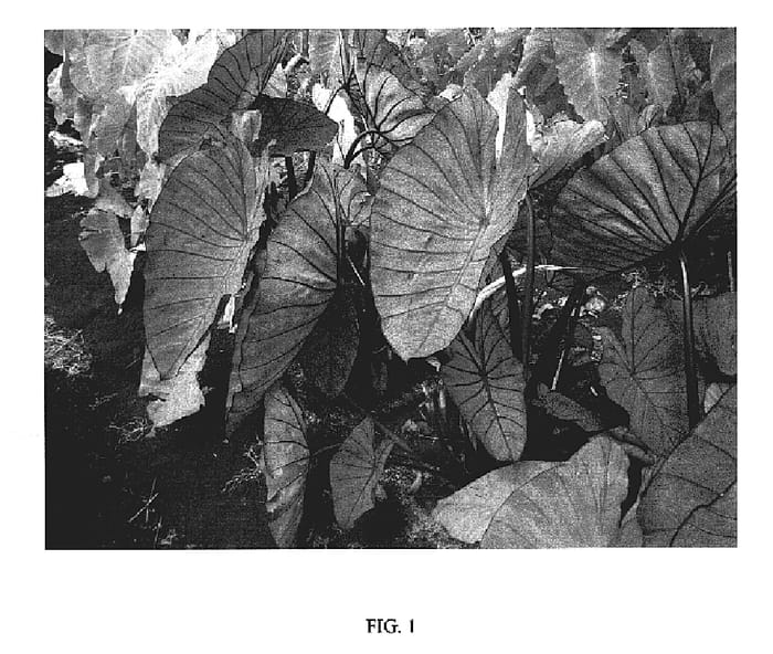 Figure 1 of US plant patent PP20003, the photograph of BLUE HAWAII printed in the patent.