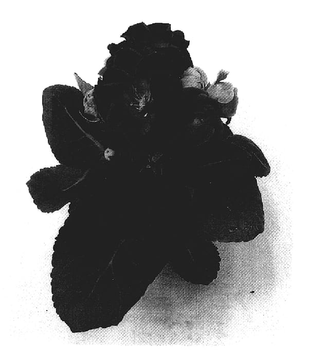 Figure 1 of US plant patent PP20004, the photograph of Sonata Violet 1 printed in the patent.