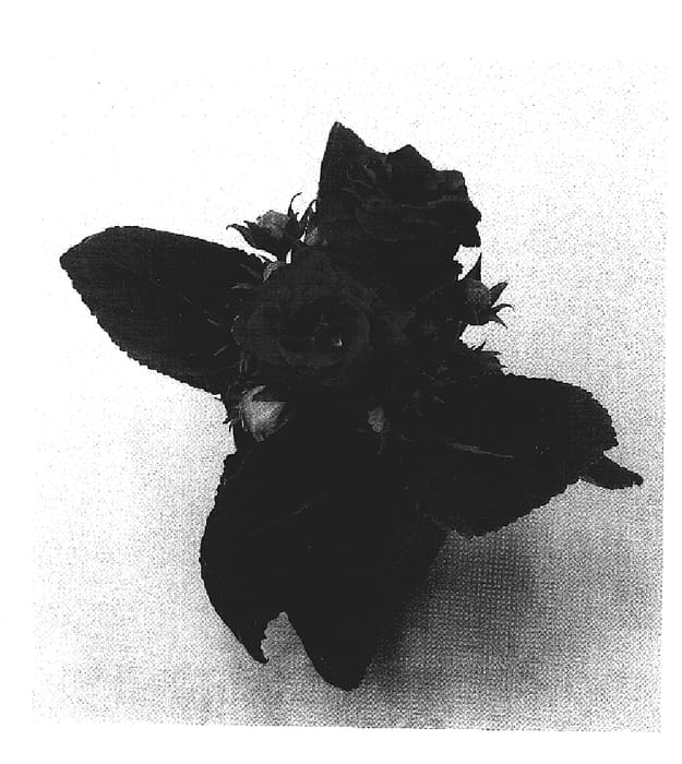 Figure 1 of US plant patent PP20005, the photograph of Sonata Red 1 printed in the patent.