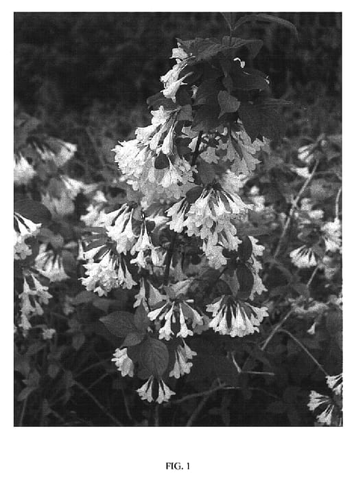 Figure 1 of US plant patent PP20006, the photograph of April Snow printed in the patent.