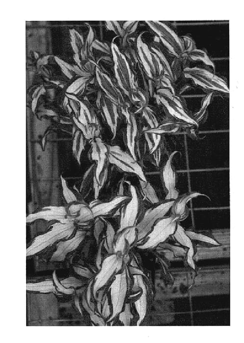Figure 1 of US plant patent PP20007, the photograph of White Waves printed in the patent.