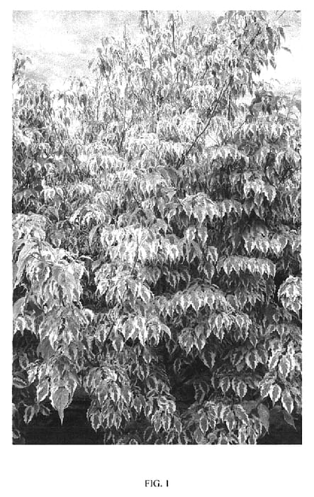 Figure 1 of US plant patent PP20008, the photograph of Tri-Splendor printed in the patent.