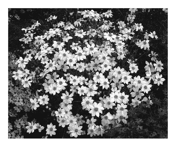 Figure 1 of US plant patent PP20009, the photograph of Moonlight printed in the patent.