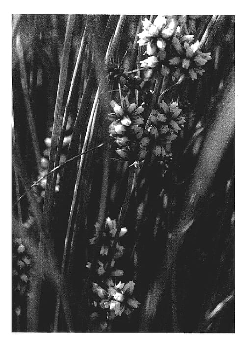Figure 1 of US plant patent PP20010, the photograph of Seascape printed in the patent.