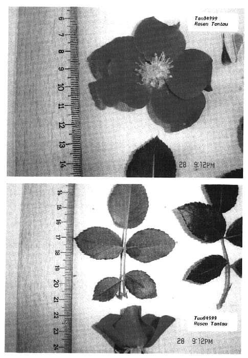Figure 1 of US plant patent PP20011, the photograph of TAN04999 printed in the patent.