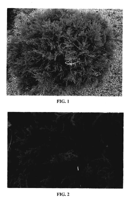 Figure 1 of US plant patent PP20012, the photograph of Condavis printed in the patent.