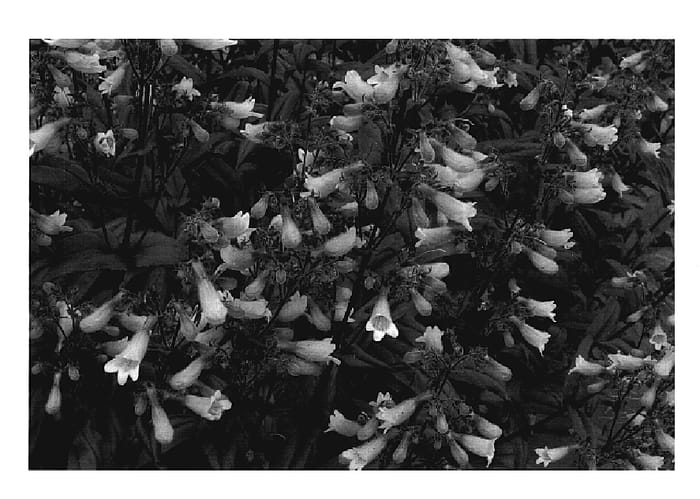 Figure 1 of US plant patent PP20013, the photograph of Dark Towers printed in the patent.