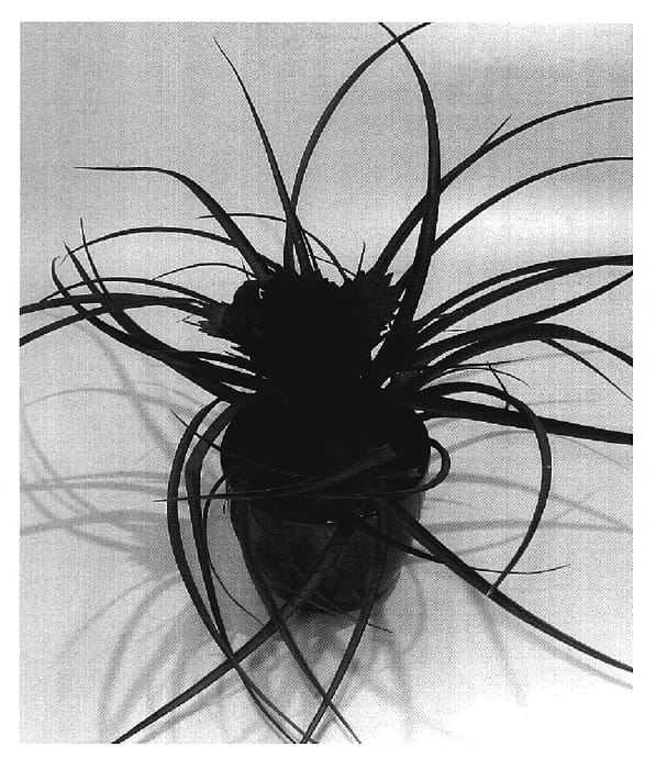 Figure 1 of US plant patent PP20014, the photograph of Josee printed in the patent.