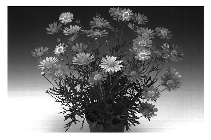 Figure 1 of US plant patent PP20015, the photograph of Argyros printed in the patent.