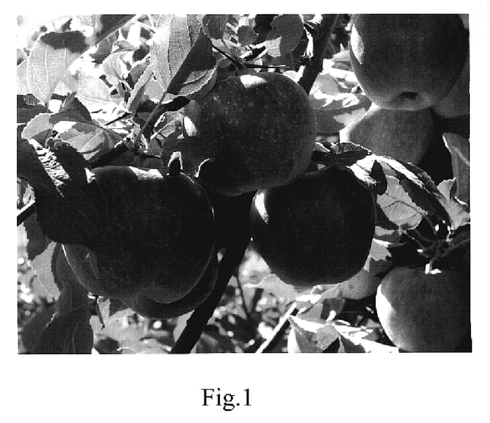 Figure 1 of US plant patent PP20016, the photograph of AB17 printed in the patent.